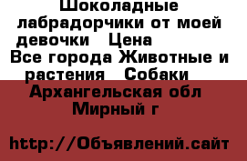 Шоколадные лабрадорчики от моей девочки › Цена ­ 25 000 - Все города Животные и растения » Собаки   . Архангельская обл.,Мирный г.